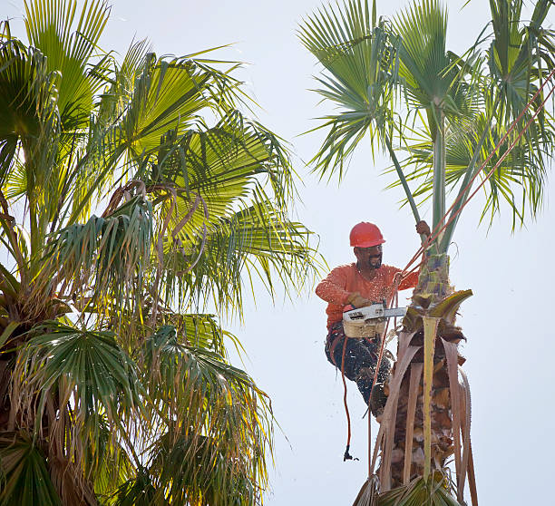 Best Dead Tree Removal  in Pennington Gap, VA